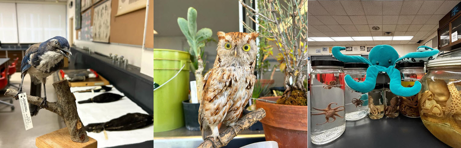 An owl and a plush octopus taken from Instagram posts